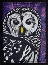 Barred Owl SM