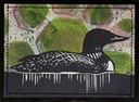 Common Loon Spring SM